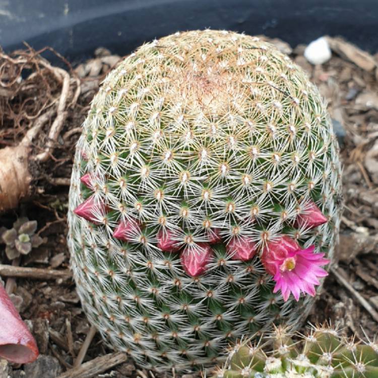 Plant image Mammillaria matudae