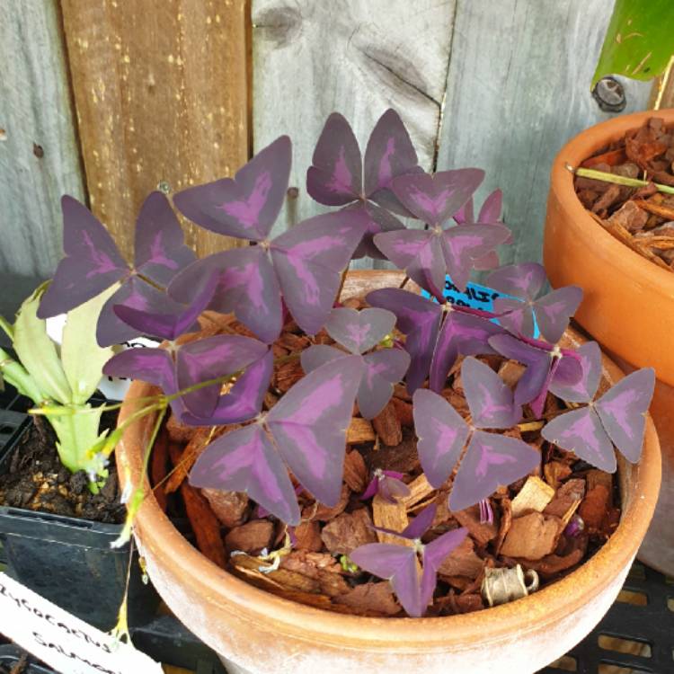 plant image 1407141