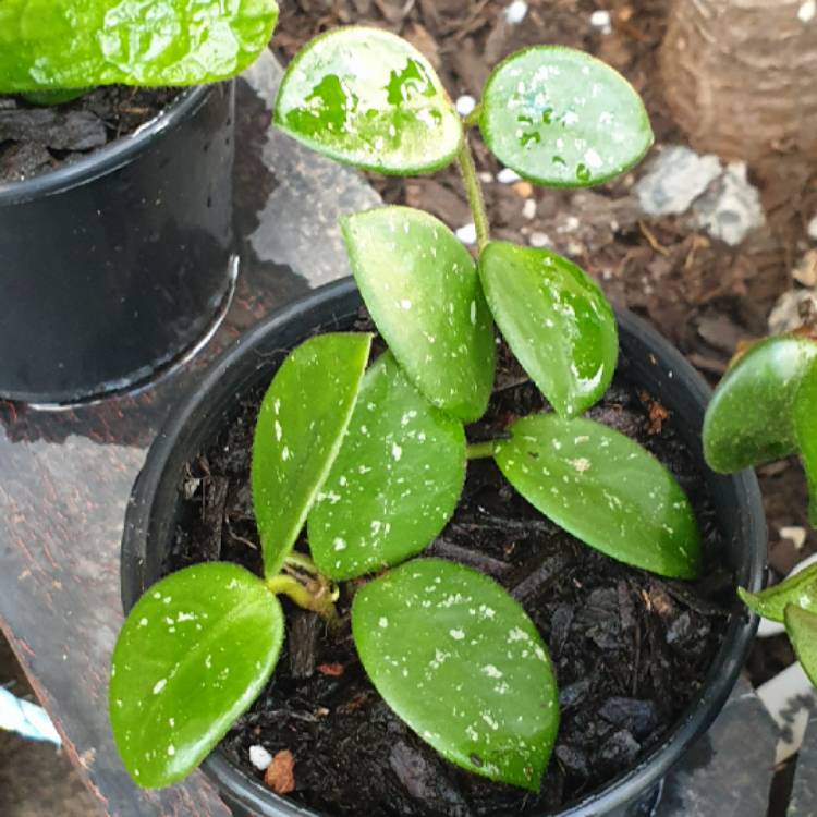 Plant image Hoya 'Mathilde'