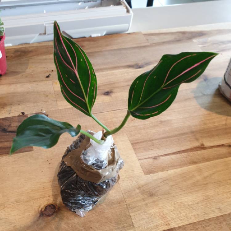 Plant image Aglaonema Rotunda