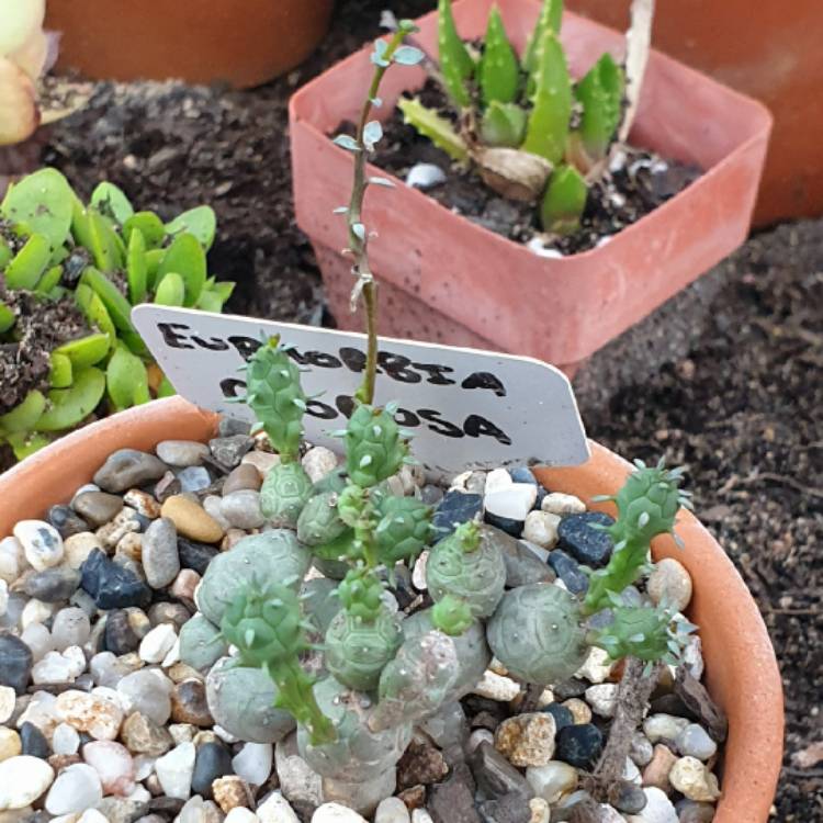 Plant image Euphorbia globosa