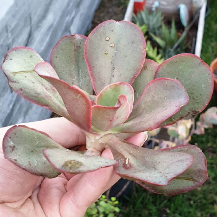 Plant image Echeveria Kissing