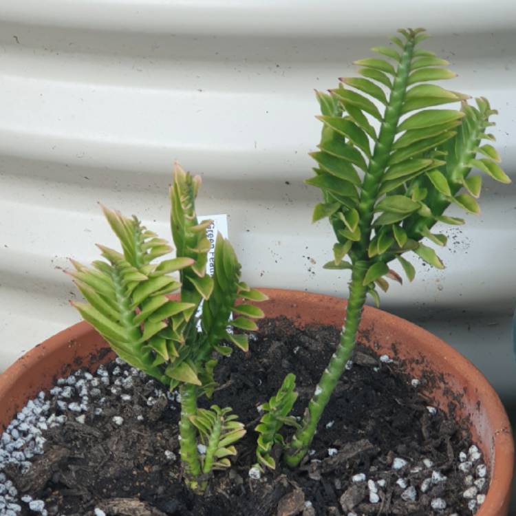 Plant image Pedilanthus Tithymaloides 'Nana'