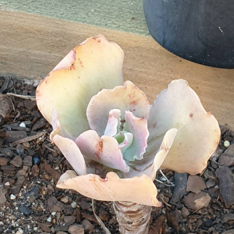 Plant image Echeveria Pastel