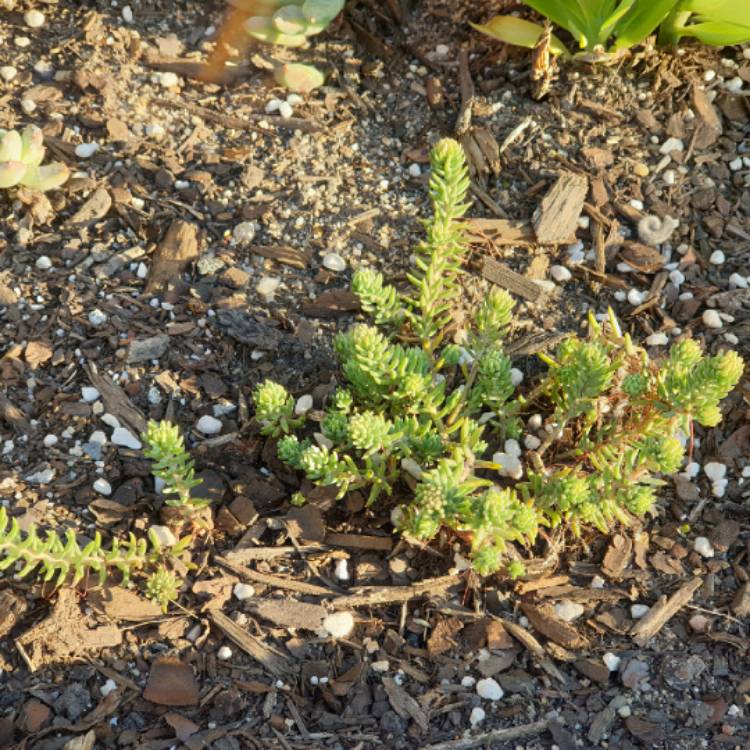 Plant image Sedum Reflexum 