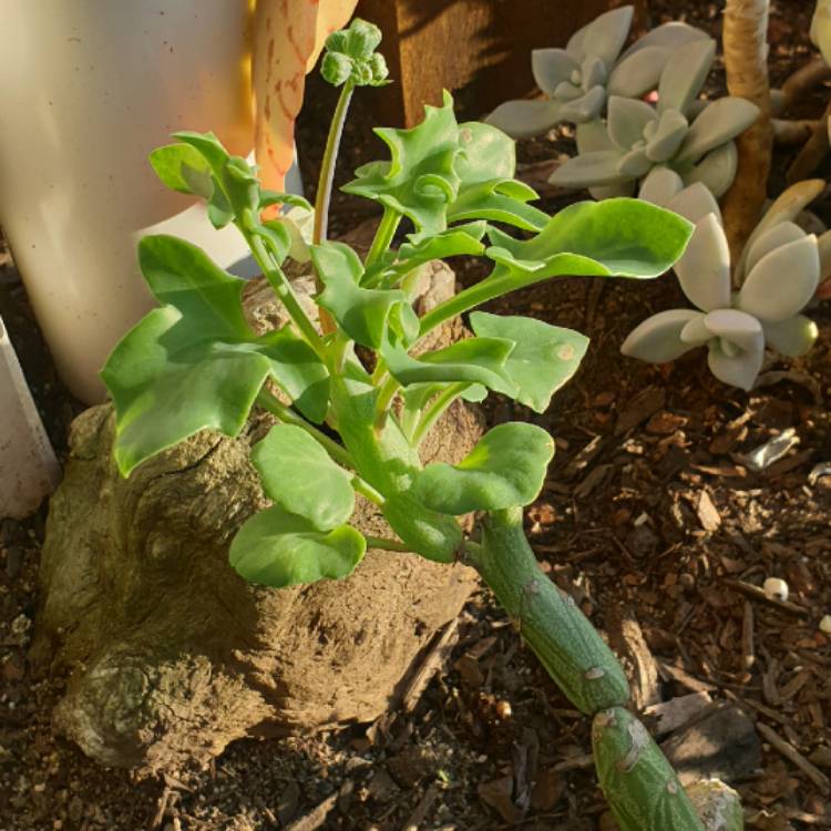 Plant image Senecio articulatus var. globosa