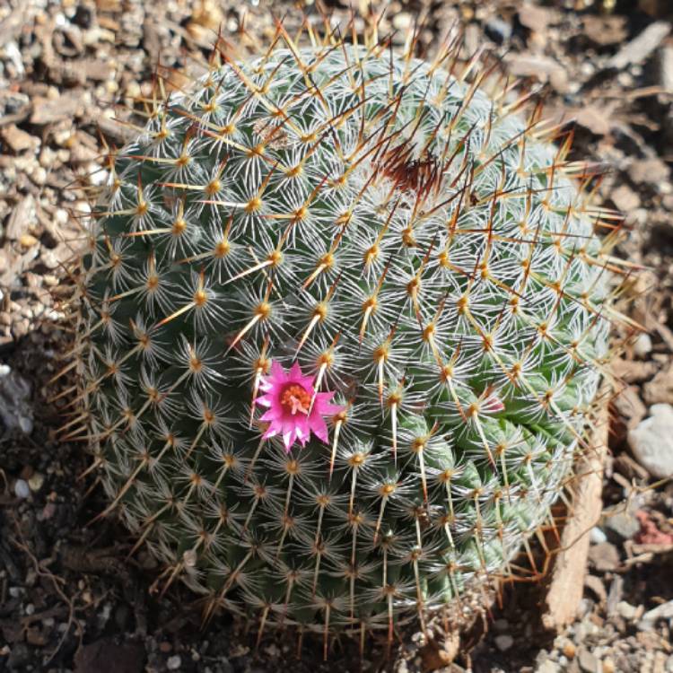 Plant image Mammillaria columbiana