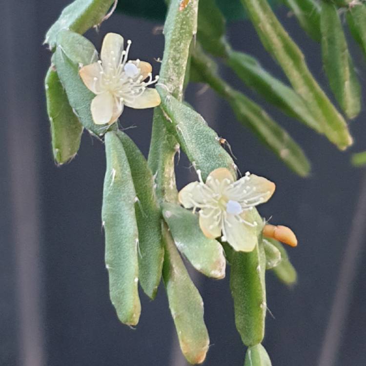 Plant image Rhipsalis sulcata