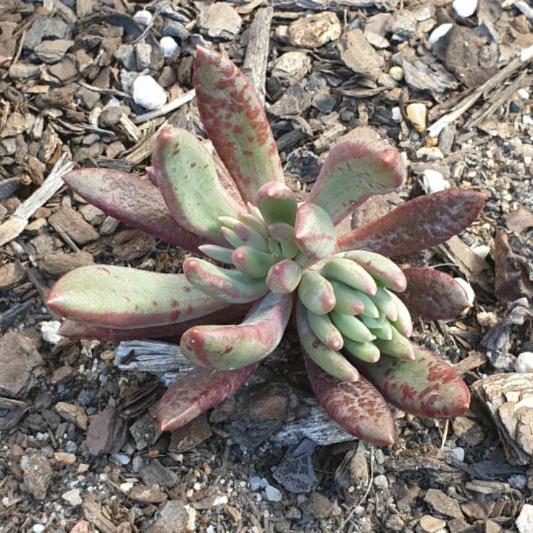 Plant image Pachyveria Red Banana 