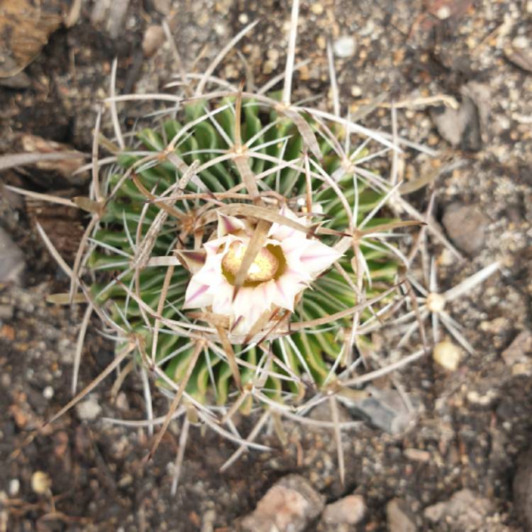 Plant image Stenocactus crispatus syn.Echinofossulocactus lamellosus,Stenocactus lamellosus