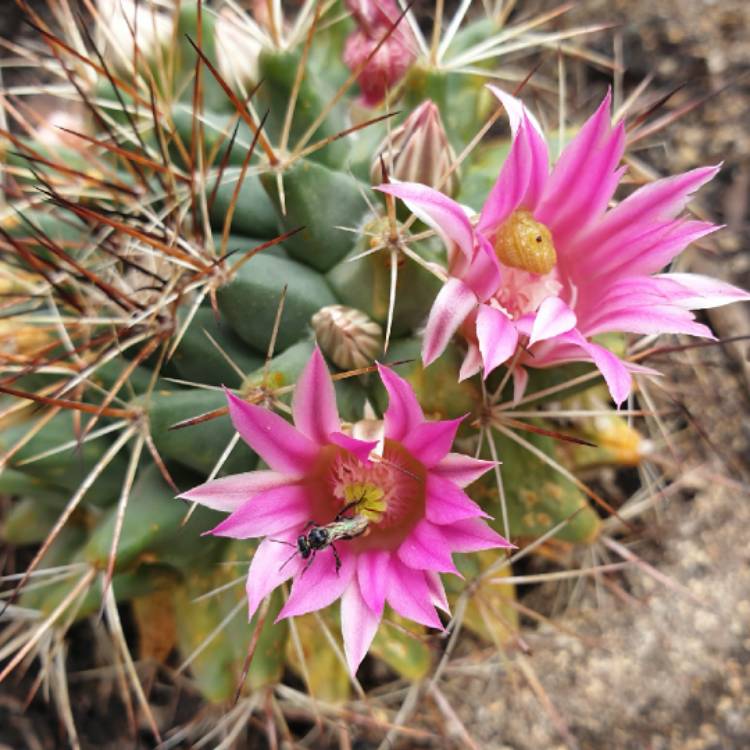 Plant image Mammillaria Magnimamma