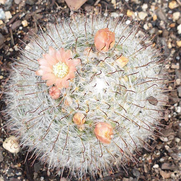 Plant image Mammillaria bocasana