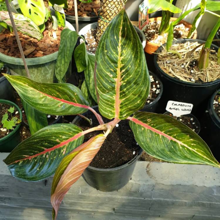 Plant image Aglaonema Hot Lady