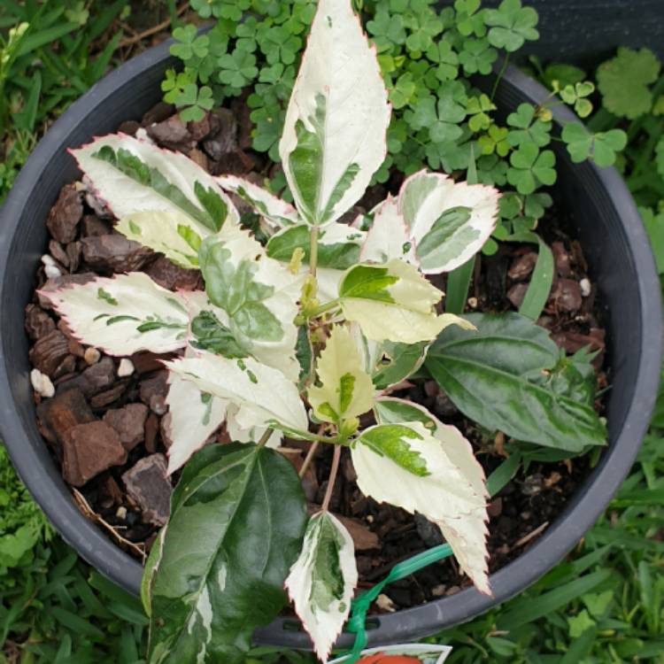 Plant image Hibiscus rosa-sinensis 'Snow Queen'