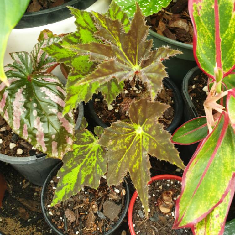 Plant image Begonia 'Burgundy Velvet'