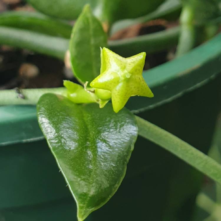 plant image 1550338