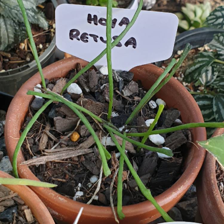 Plant image Hoya Retusa