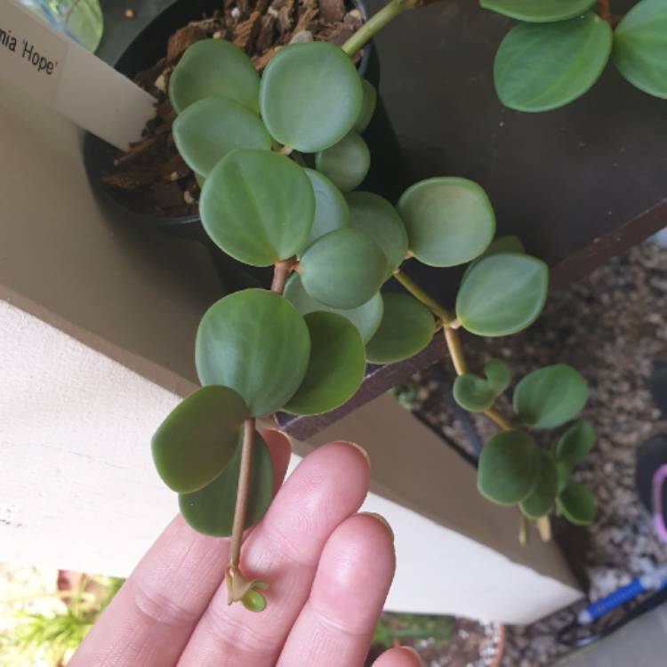 Plant image Peperomia deppeana x quadrifolia 'Hope' syn. Peperomia Tetraphylla 'Hope'