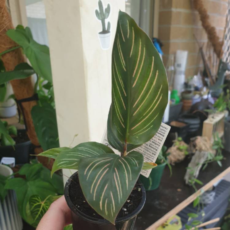 Plant image Calathea Ornata 'Beauty Star'