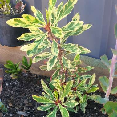 Euphorbia milii - Miniature Variety