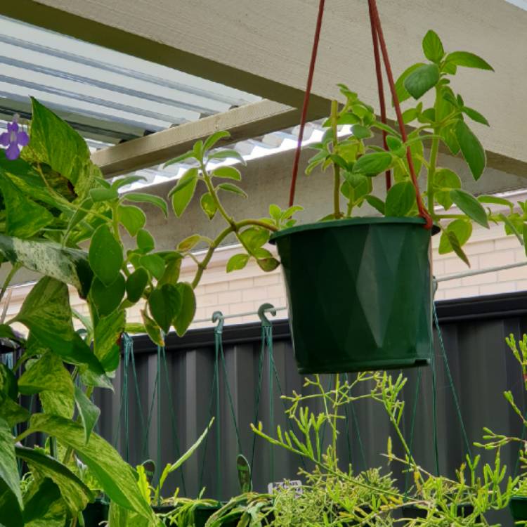 Plant image Streptocarpus caulescens