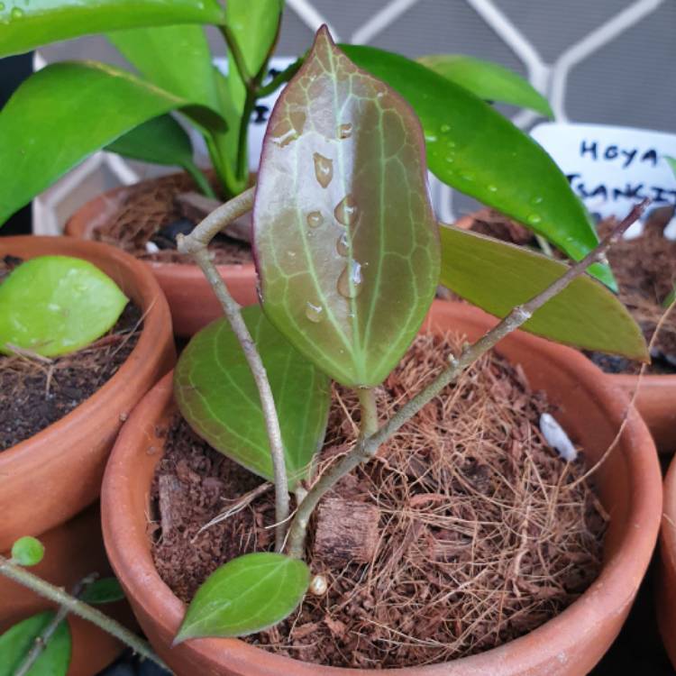 Plant image Hoya potsii