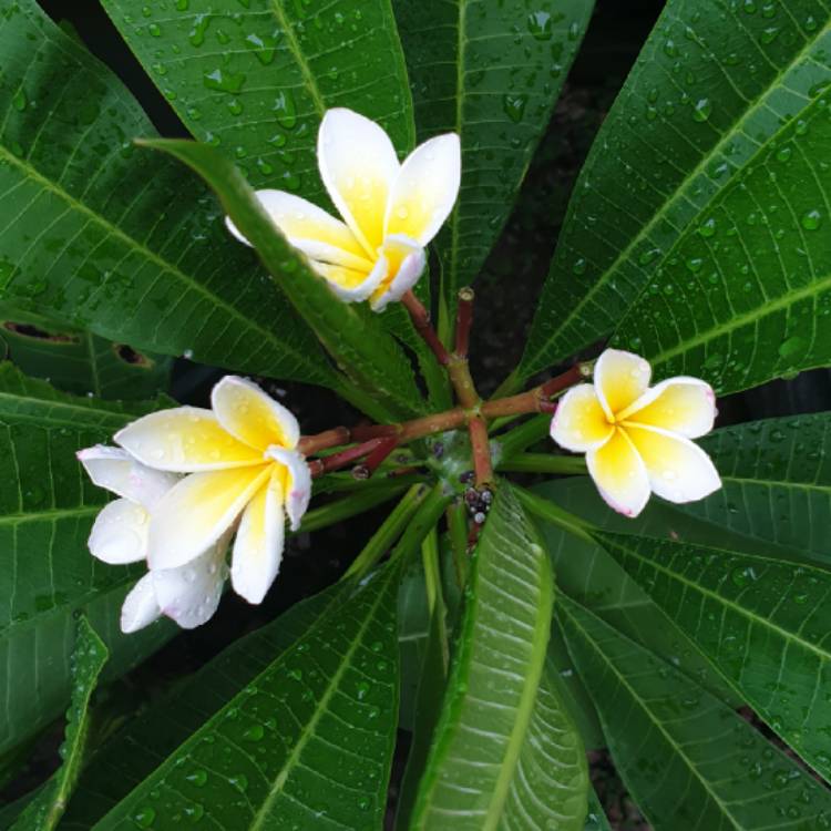 Plant image Plumeria 'Snow White'