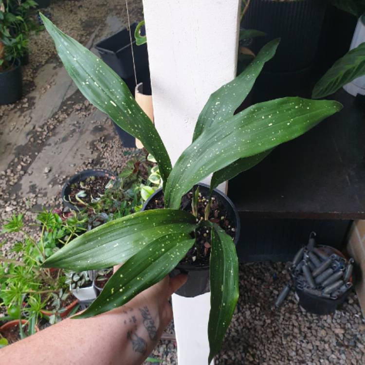 Plant image Aspidistra vietnamensis 'Ginga' syn. Aspidistra elatior 'Milky Way', Aspidistra sichuanensis 'Ginga', Aspidistra elatior 'Shooting Stars'