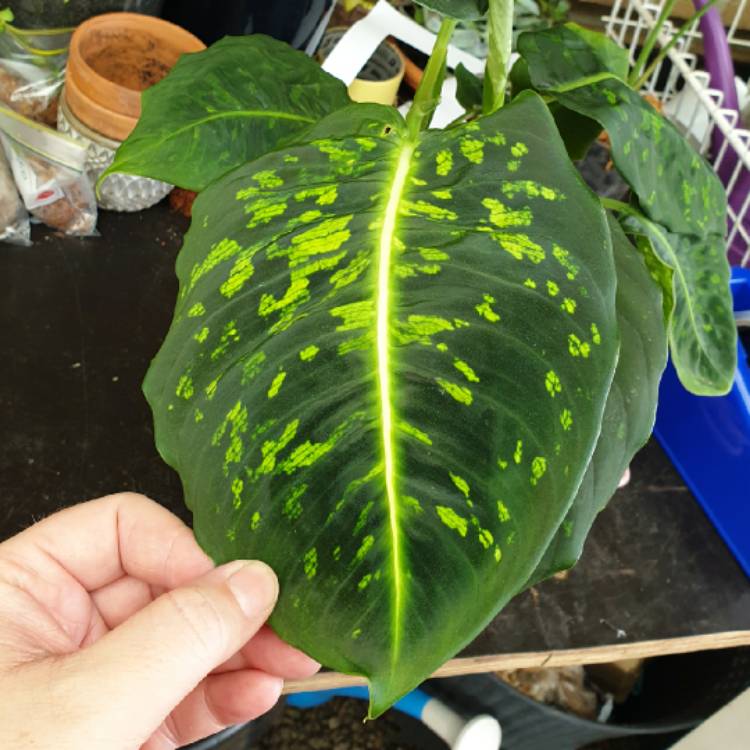 Plant image Dieffenbachia ‘Reflector'