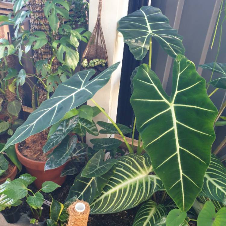 Plant image Alocasia Micholitziana 'Frydek'