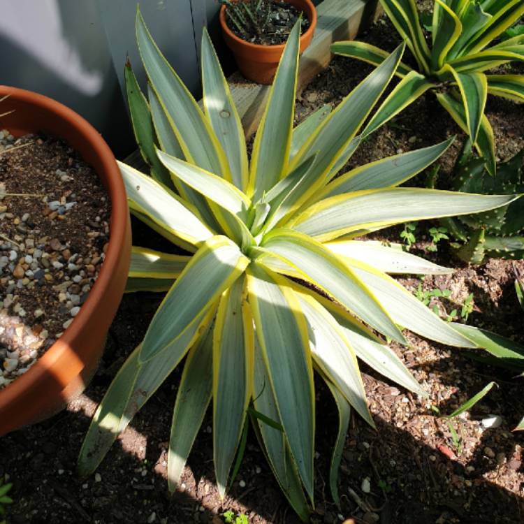 Plant image  Agave desmettiana ' Galactic Traveller' 