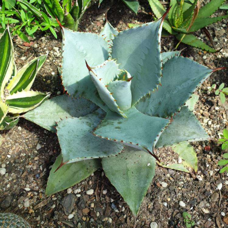 Plant image Agave Pygmae