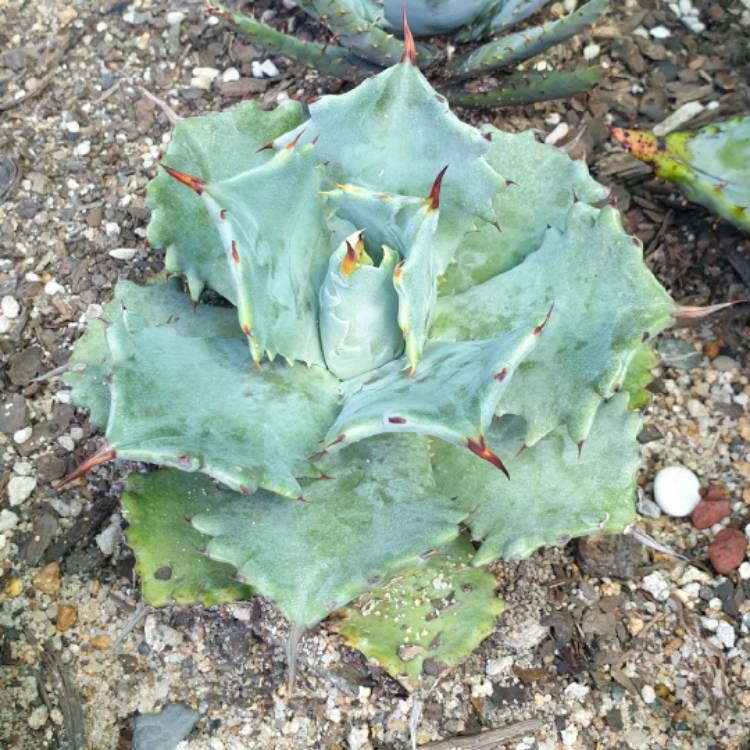 Plant image Agave Isthmensis