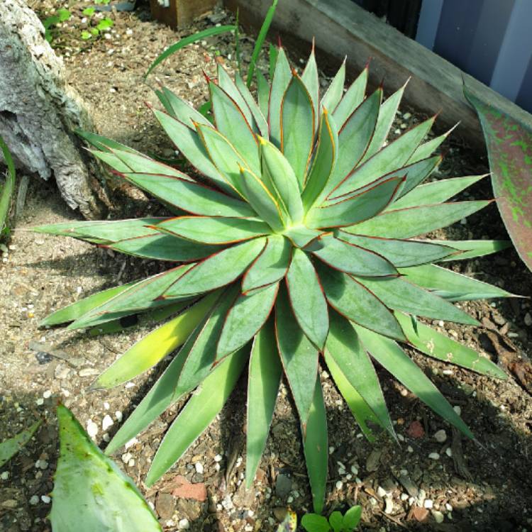 plant image 1572702