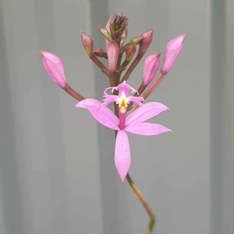 Plant image Epidendrum Purple