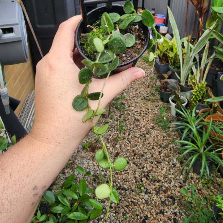 Plant image Hoya Serpens