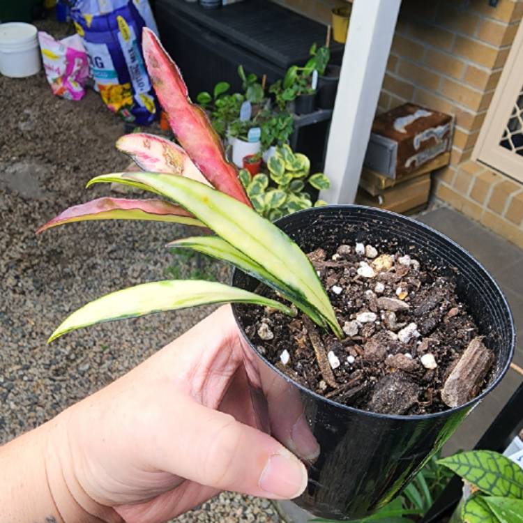 Plant image Hoya Wayettii