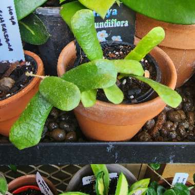 Hoya Rotundiflora