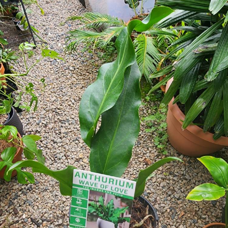 Plant image Anthurium plowmanii