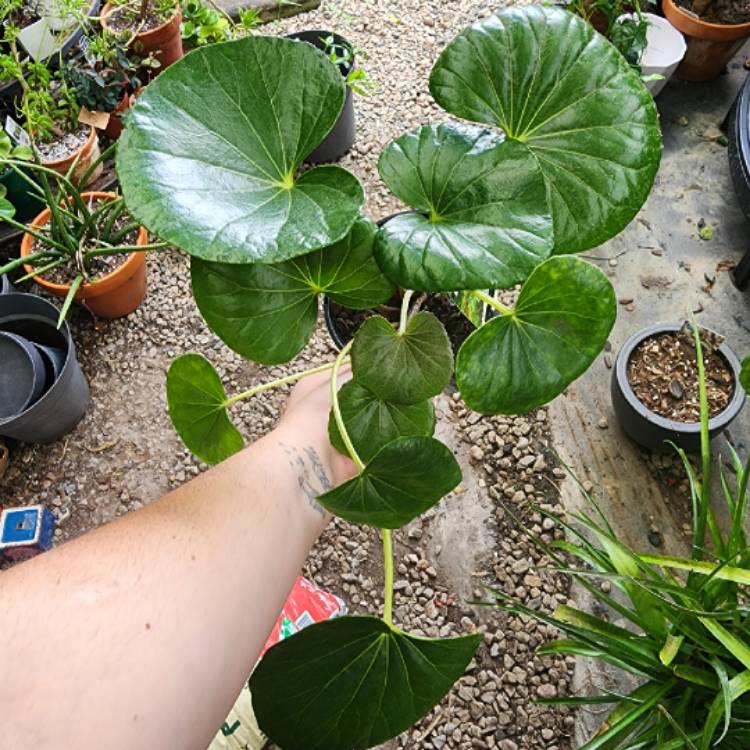 Plant image Ligularia reniformis