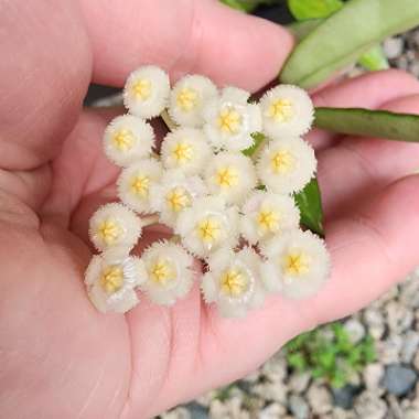 Hoya lacunosa var. lacunosa