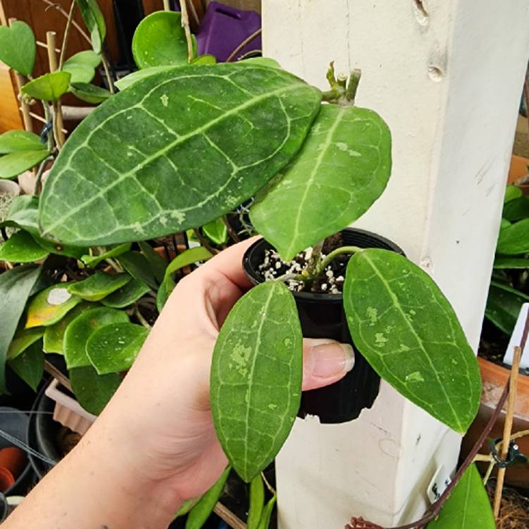 Plant image Hoya Elliptica