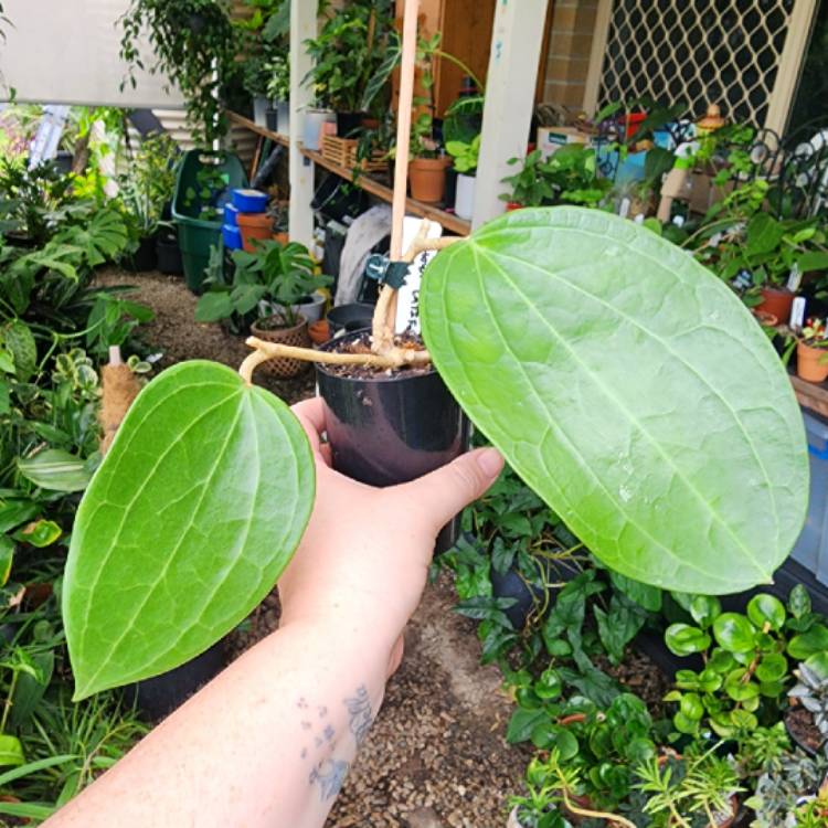 Plant image Hoya latifolia