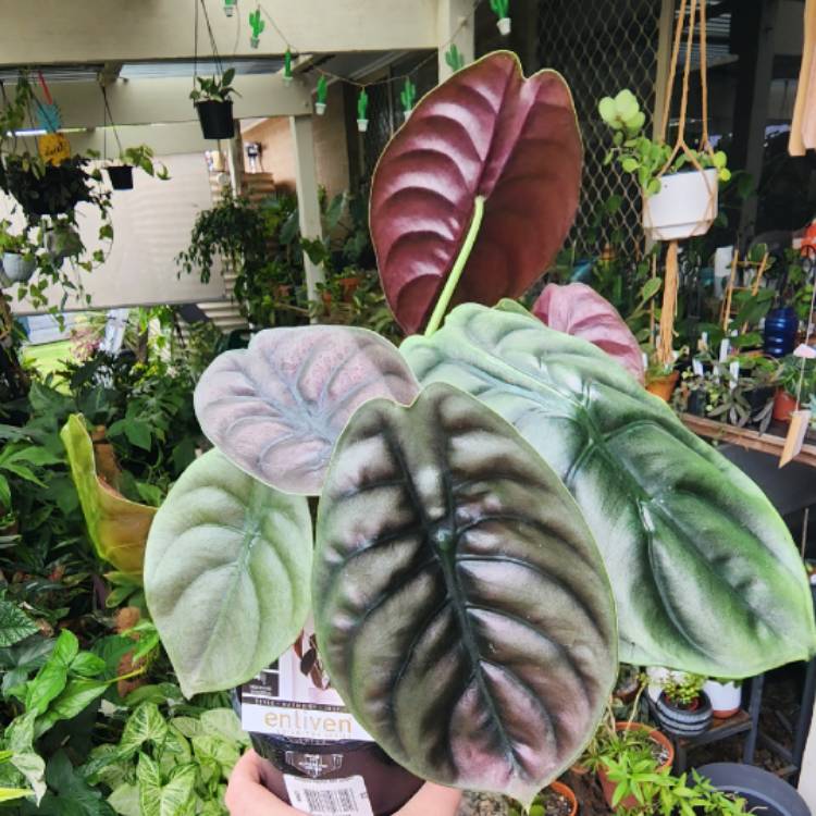 Plant image Alocasia Red Secret 