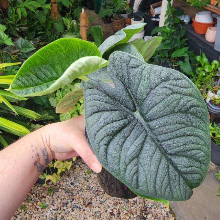 Plant image Alocasia melo