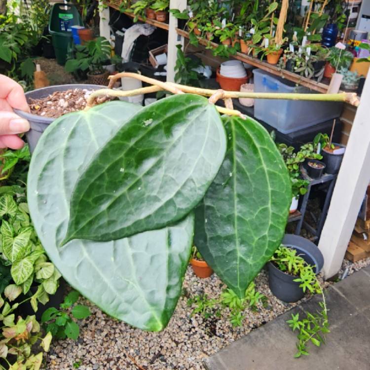 Plant image Hoya latifolia