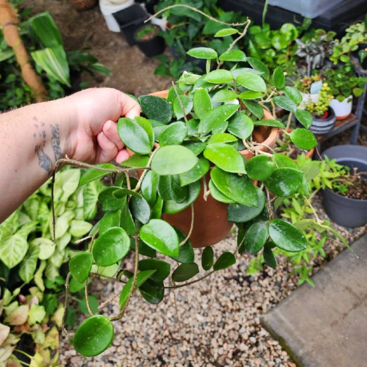 Plant image Hoya 'Chouke'