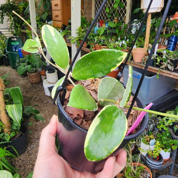 Plant image Hoya Acuta Variegata