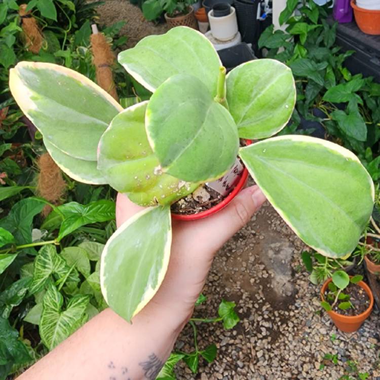 Plant image Hoya pachyclada