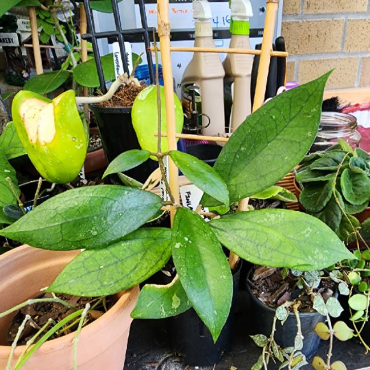 Plant image Hoya Finlaysonii